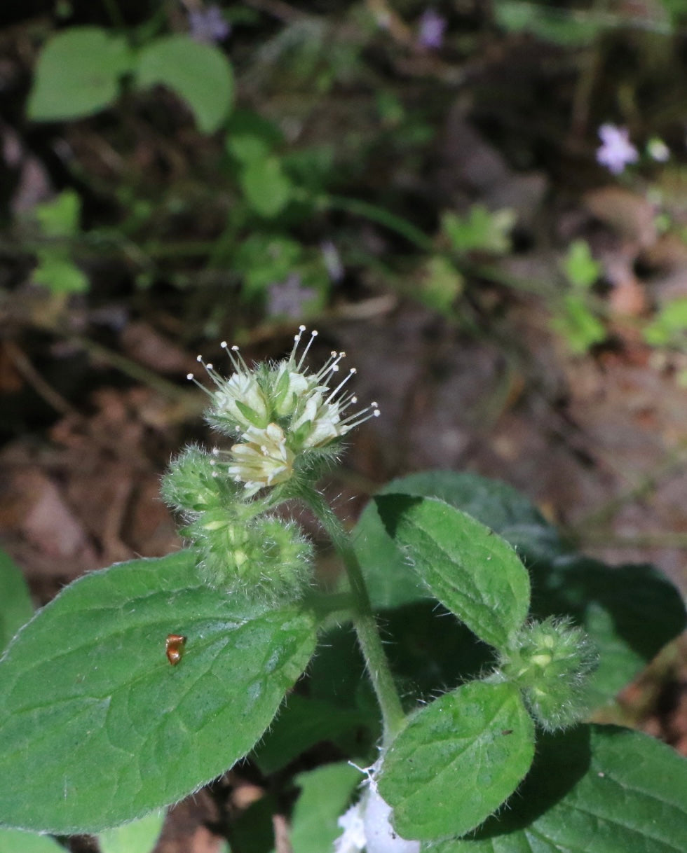 Phacelia nemoralis (Shade Phacelia)