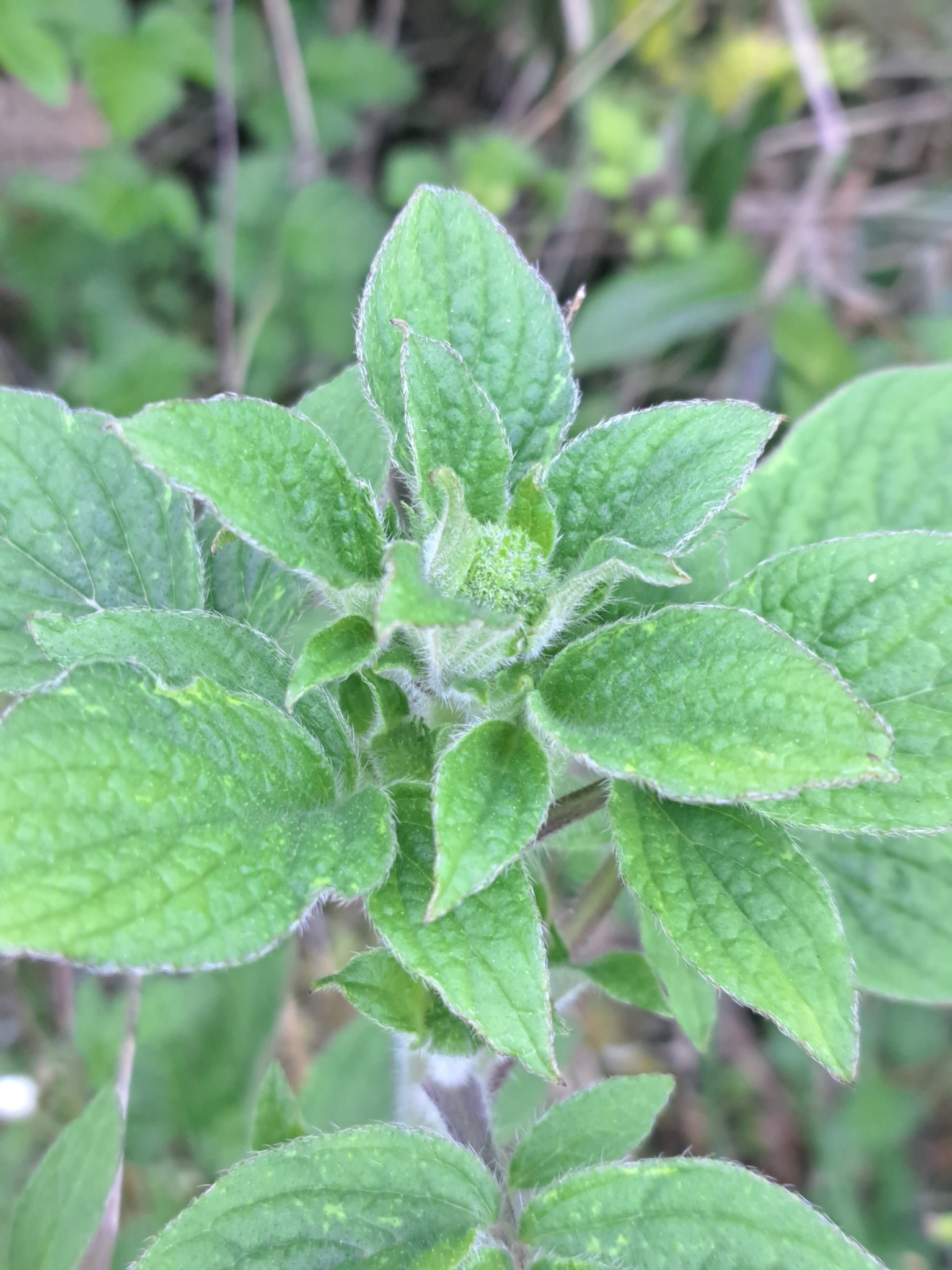 Phacelia nemoralis (Shade Phacelia)