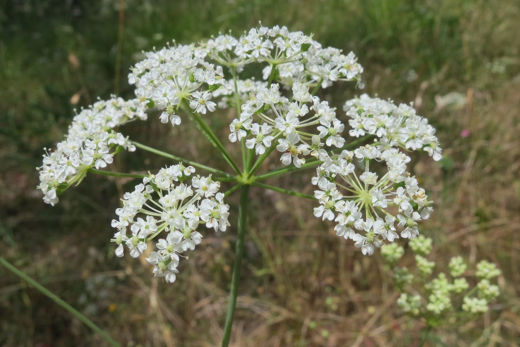 Perideridia oregana (Oregon Yampah)