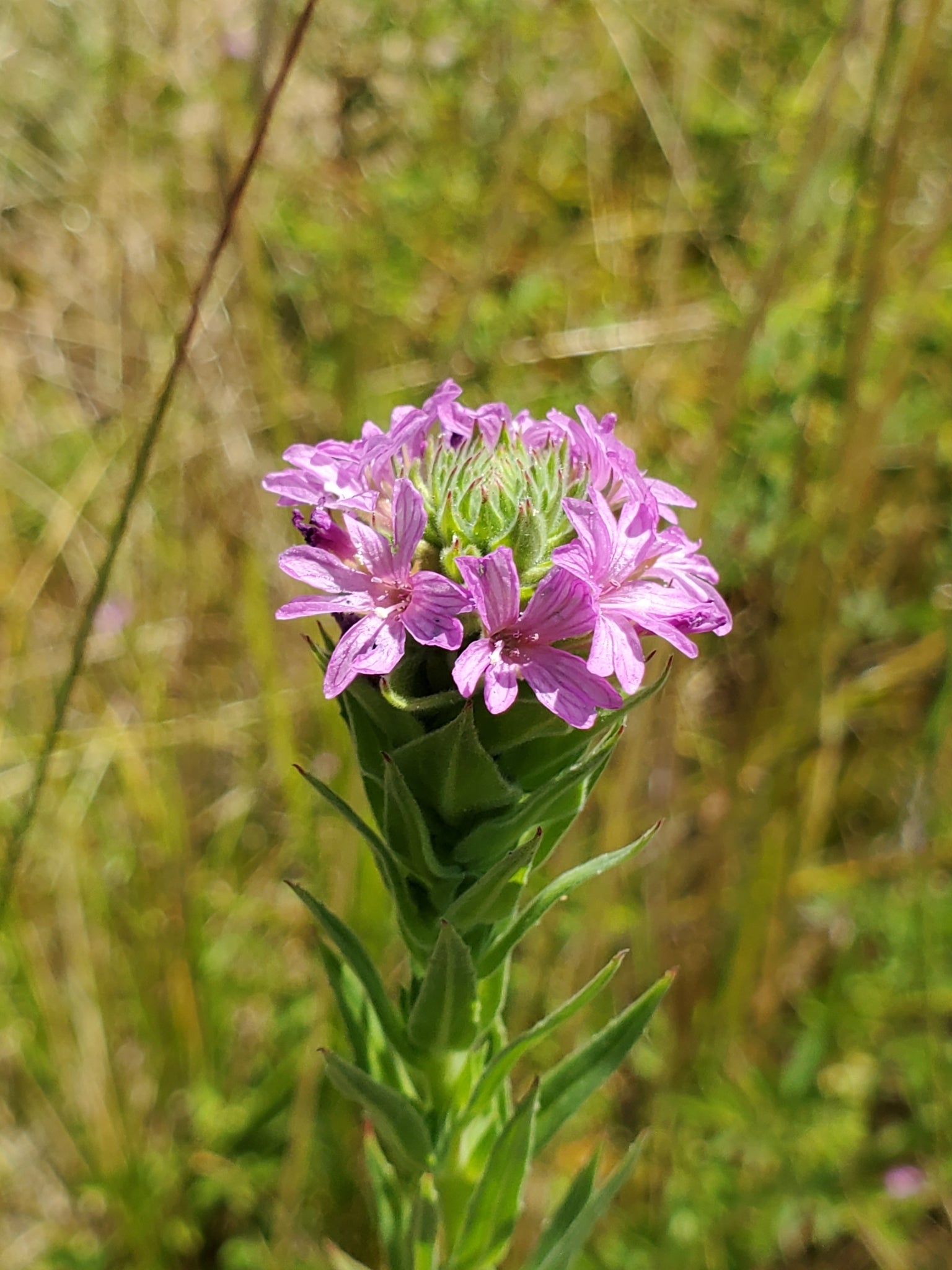 Epilobium densiflorum (Spiked Primose) CC RT