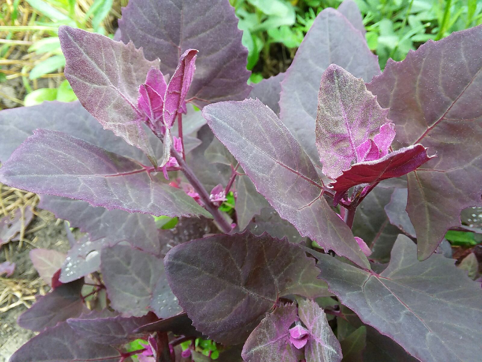 Orach 'Purple Mountain Spinach' (Atriplex hortensis) - Seed SRC