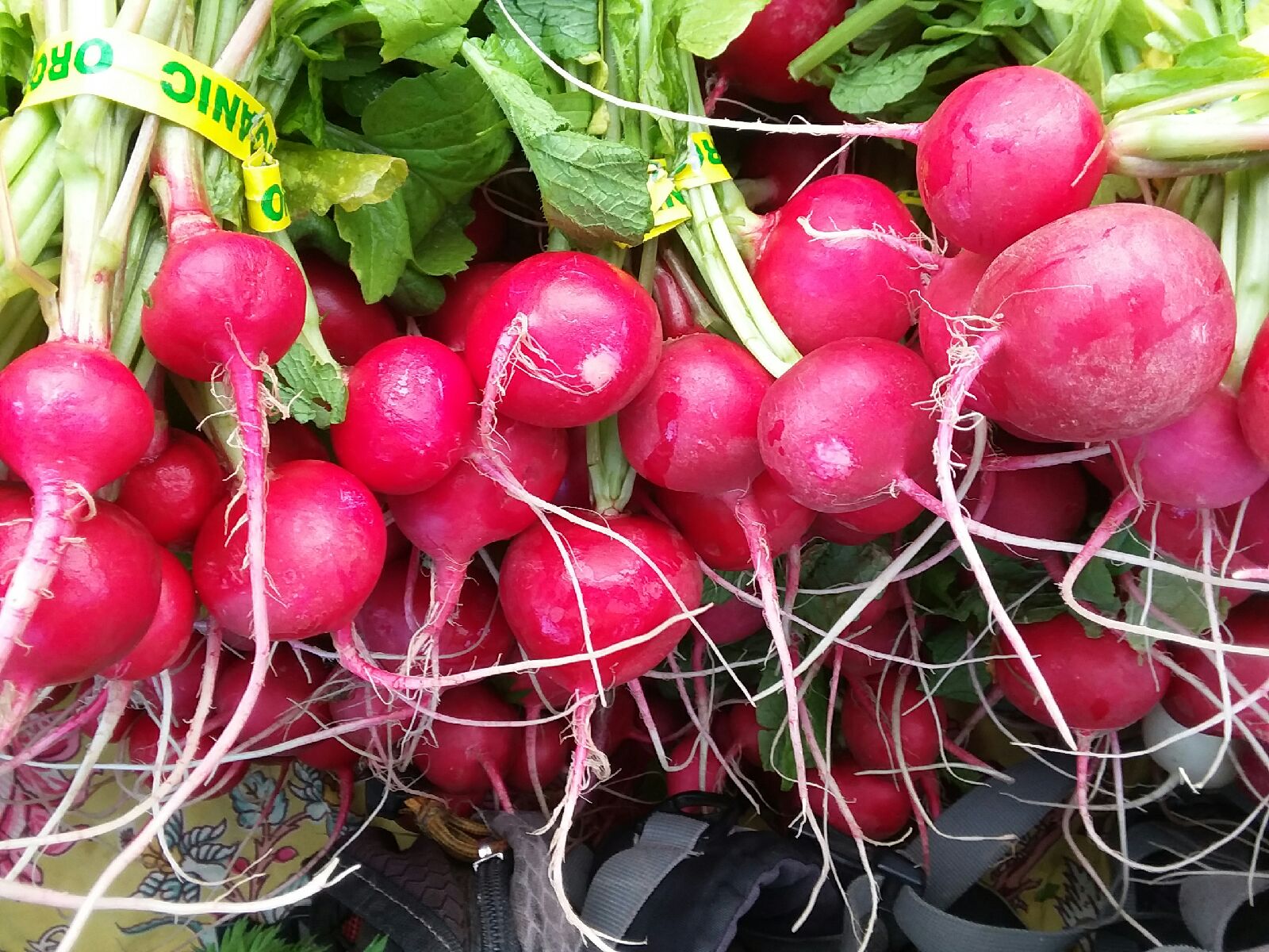 Radish, Champion - Seed SRC