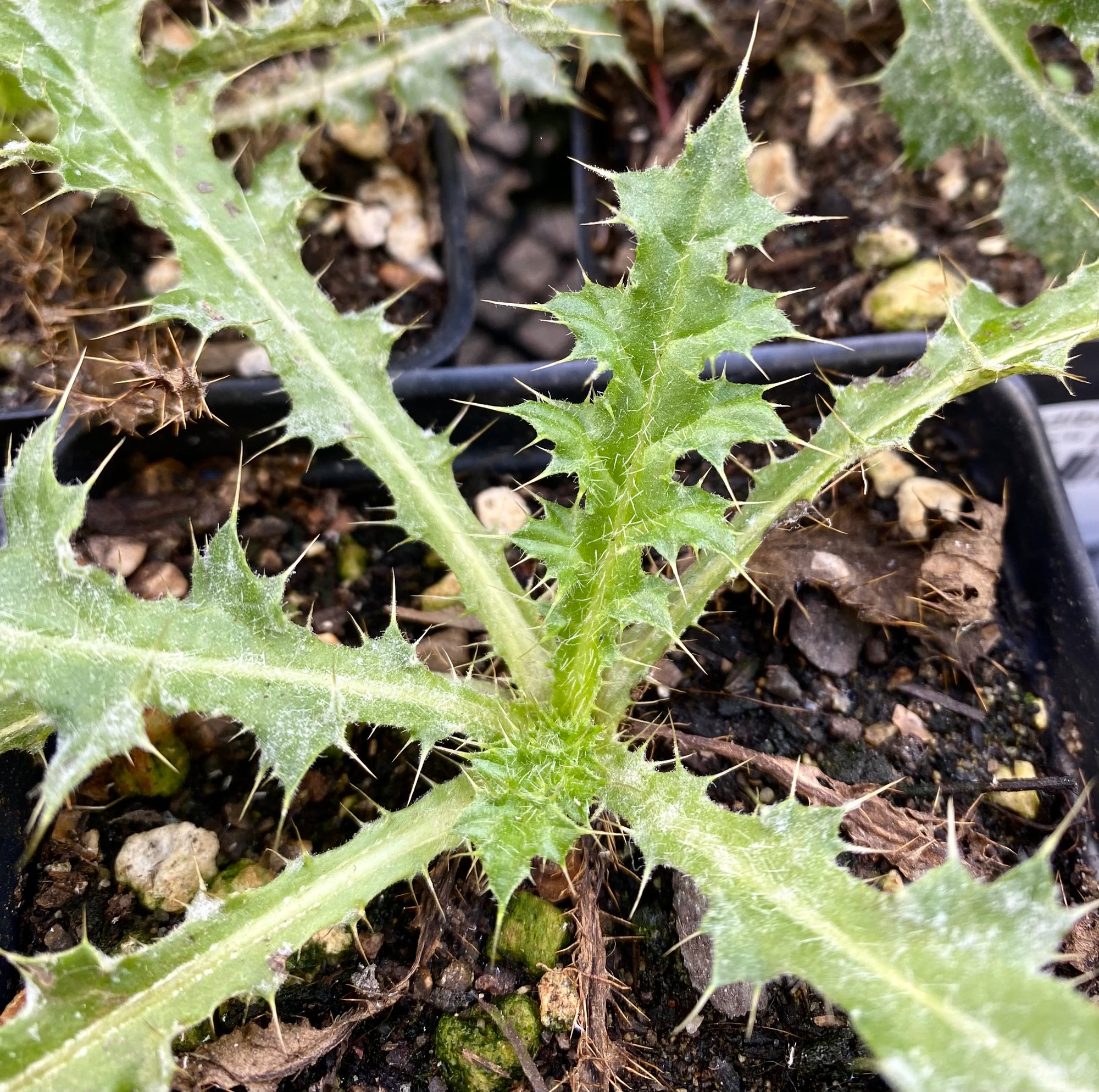Cirsium Edule Edible Thistle SymbiOp Garden Shop cirsium-edule-edible-thistle-symbiop-garden-shop