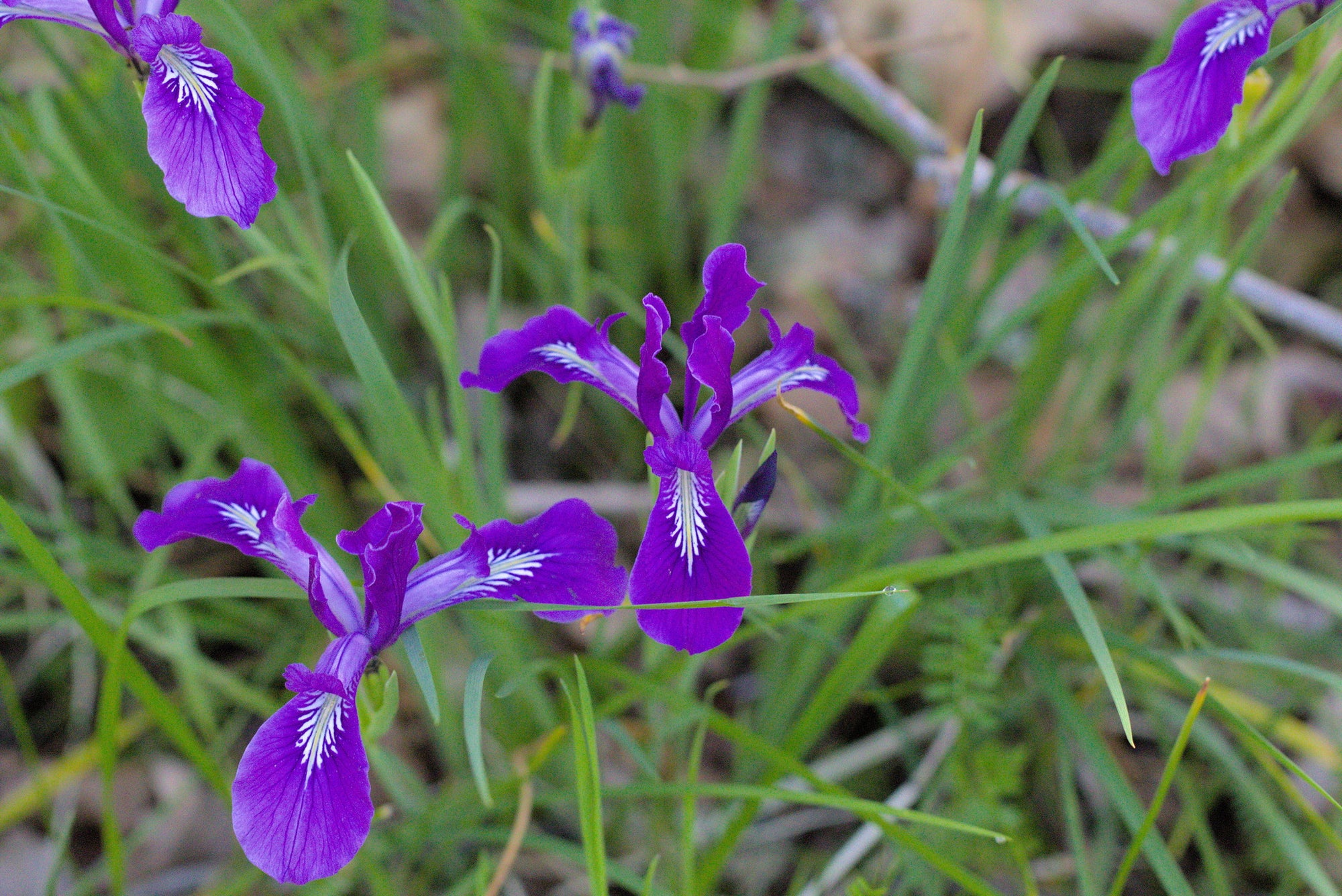 Iris tenax (Oregon Iris) See Packet SGS