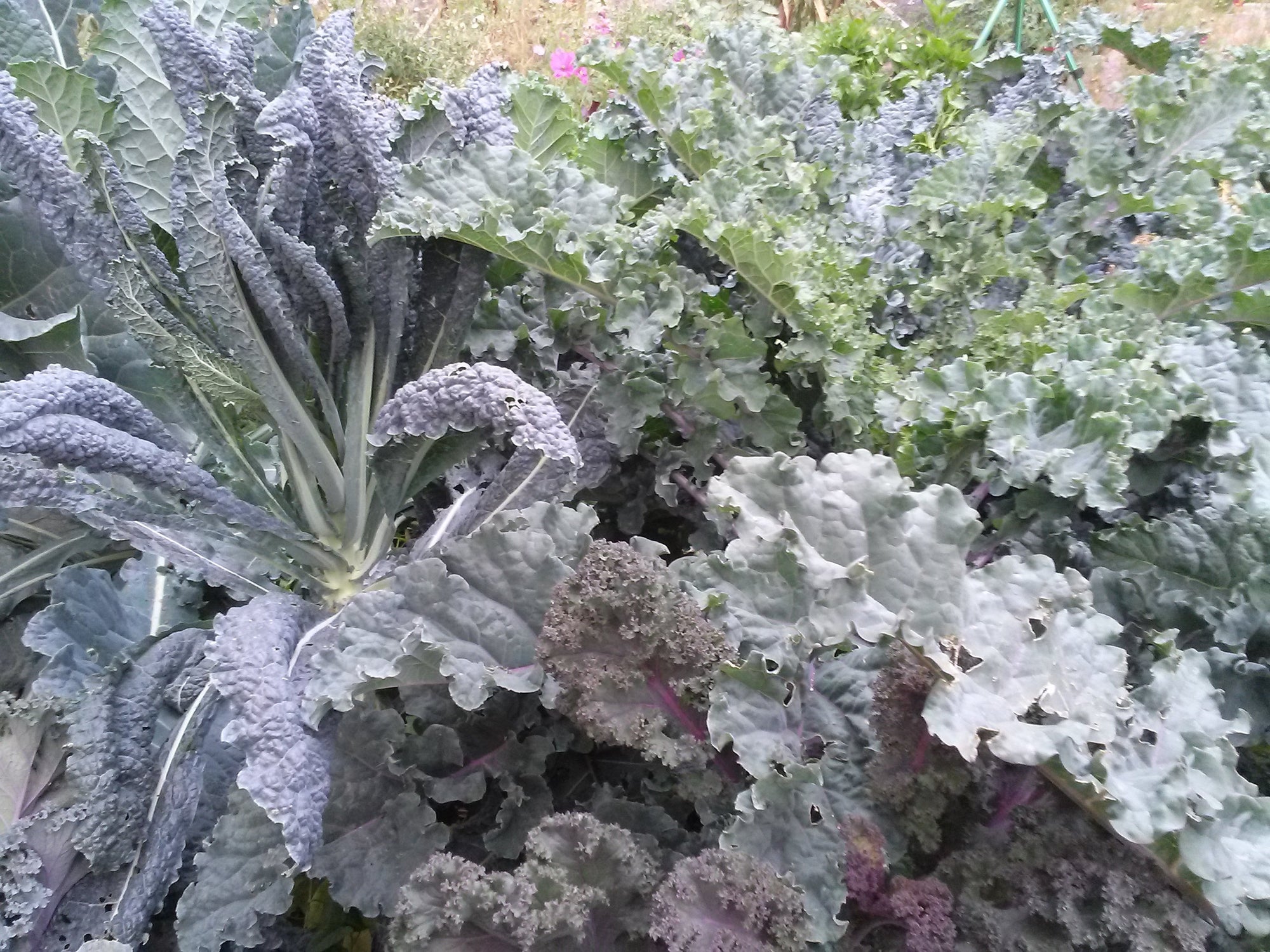 Kale 'Cold Hardy' (Brassica spp.) - Seed SRC