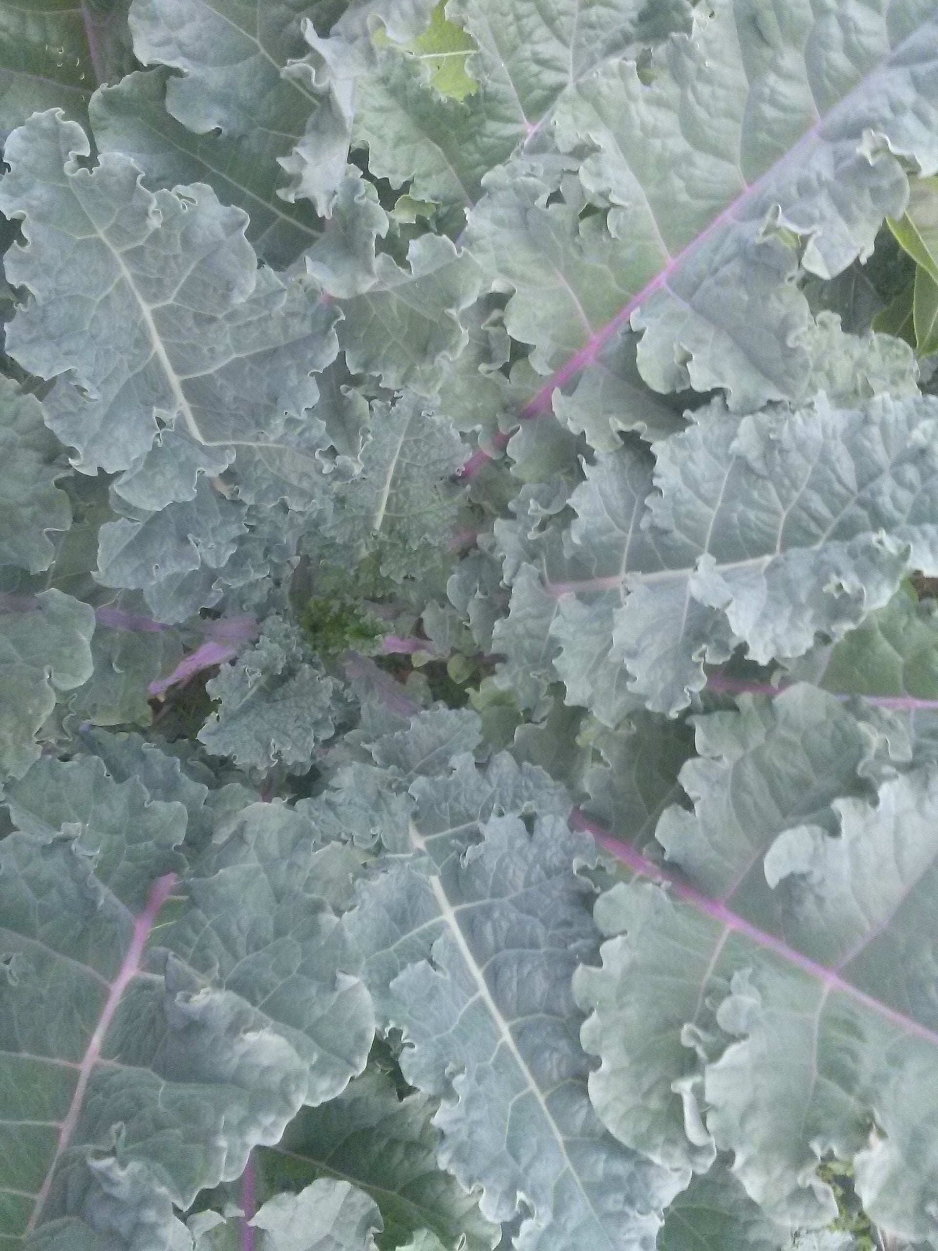 Kale 'Rainbow Lacinato' (Brassica oleracea) - Seed SRC