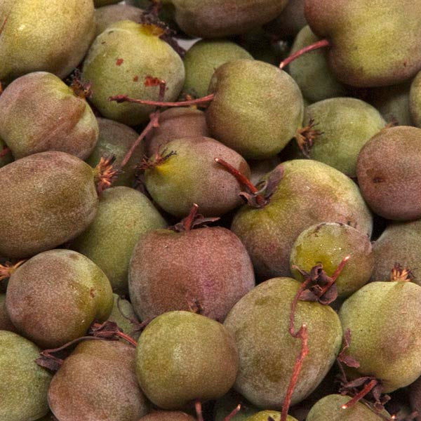 Kiwi Hardy 'Prolific' (Actinidia arguta) - SymbiOp Garden Shop