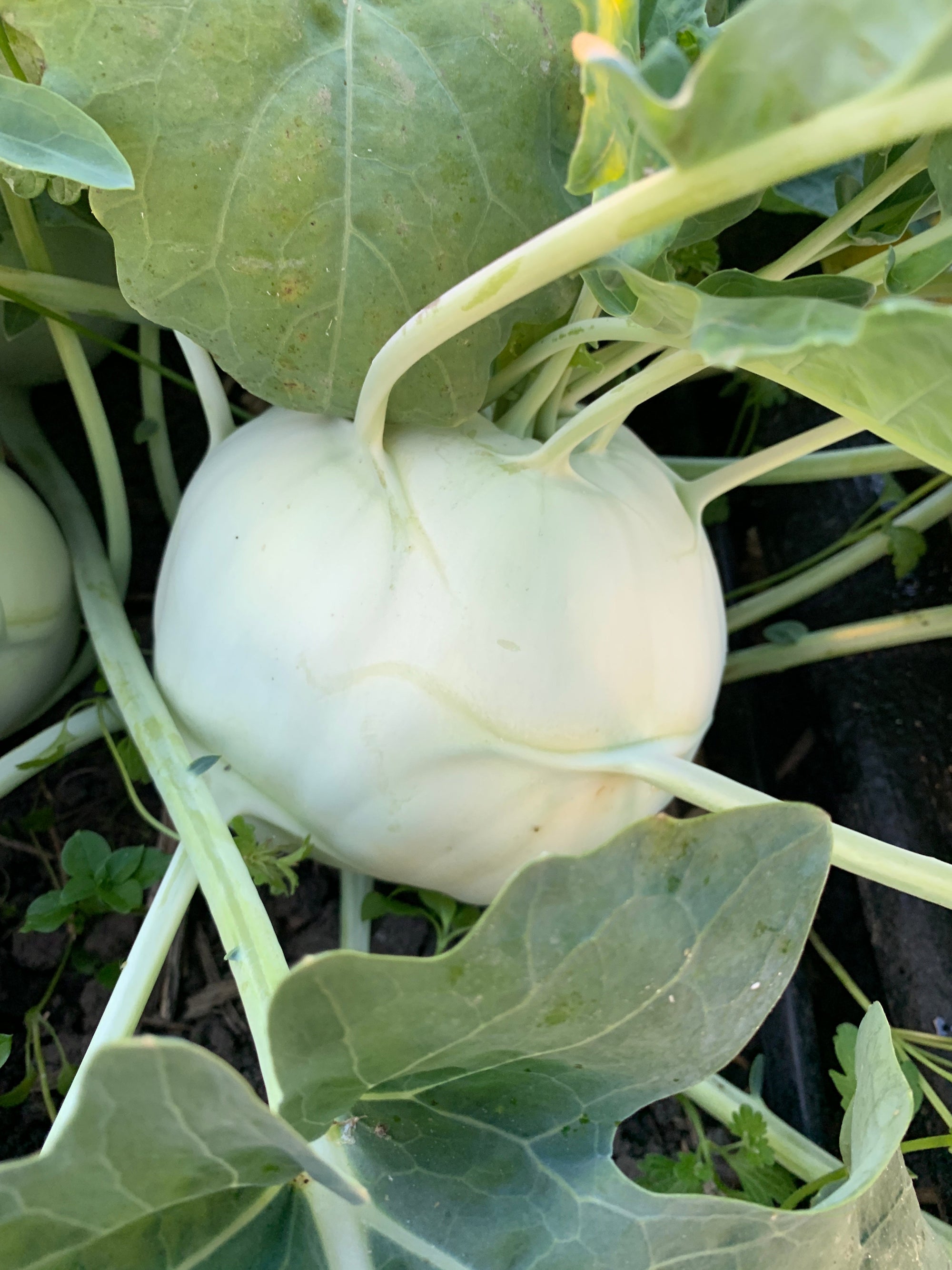 Kohlrabi 'Trero' (Brassica oleracea var. gongylodes) - Seed SRC