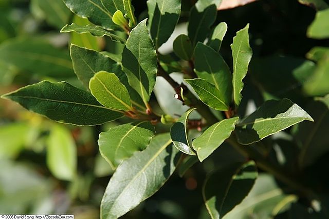 Bay Laurel 'Dark Green Leaf' (Laurus nobilis)Bay Laurel