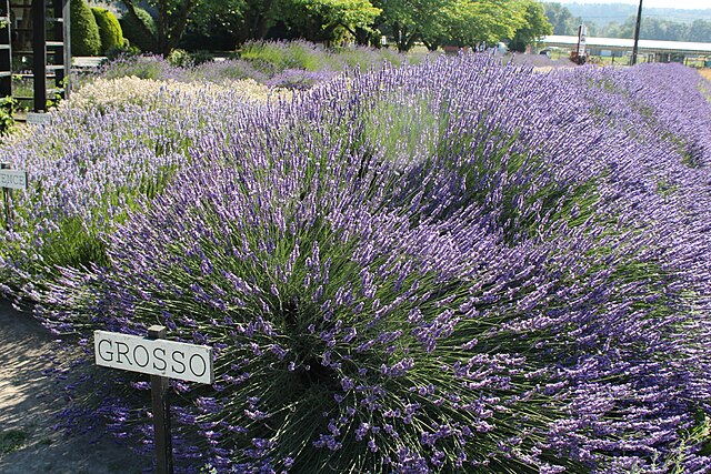 buy grosso lavender plants Lavender 'Grosso' (Lavandula x inter.)