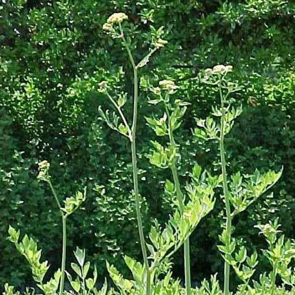 Lovage (Levisticum officinale)