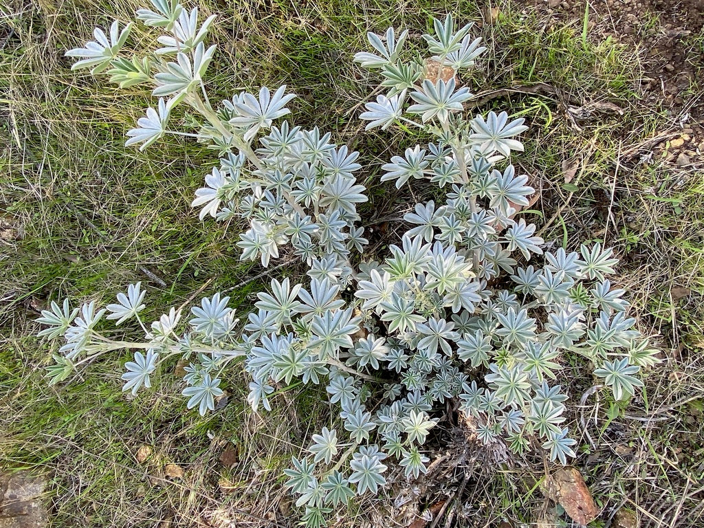 Lupinus albifrons (Silverbush Lupine) CC RO