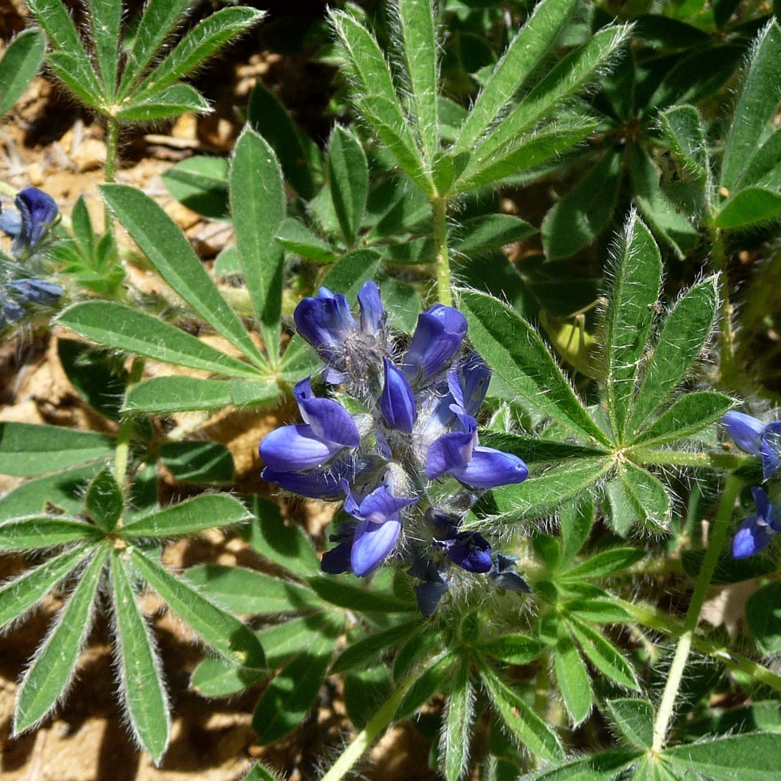Small blue-purple flowers growing from a green plant. The leaves of the plant are covered in small hairs and are fan-like.