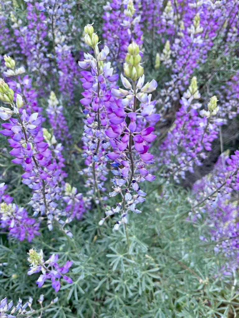 Lupinus albifrons (Silverbush Lupine) CC RO