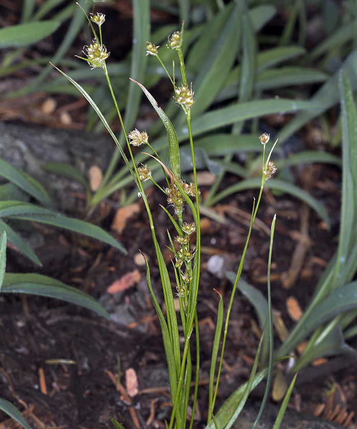 Luzula comosa var. laxa (Pacific Wodorush)