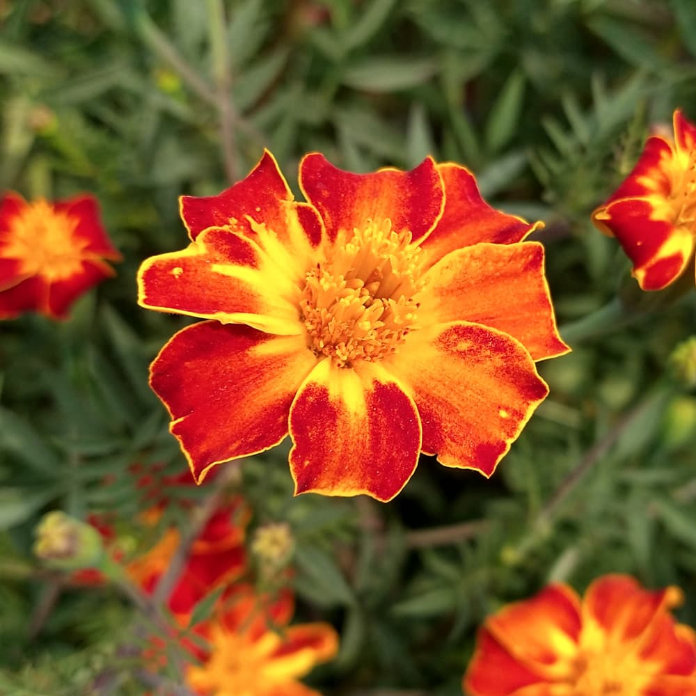Marigold 'Ildkongen' (Tagetes patula) - Seed AS
