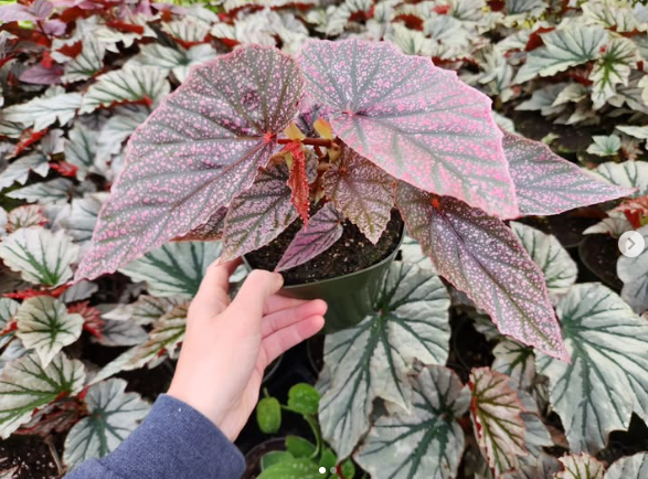Begonia 'Maurice Amey'