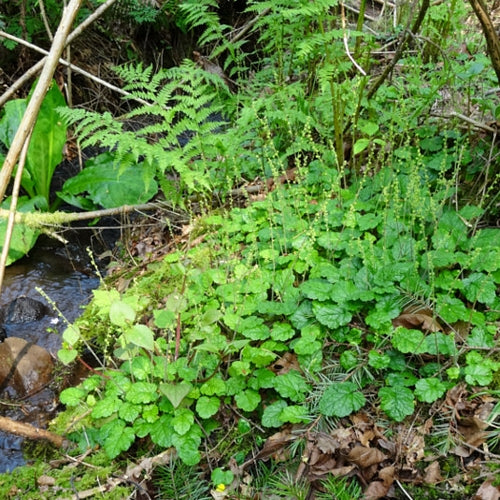 Acer circinatum (Vine Maple) & Mitella ovalis (Coastal Miterwort) CC GP