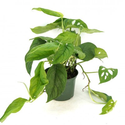 Monstera adansonii var. laniata (Swiss Cheese Plant)