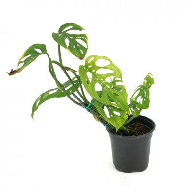 Monstera esqueleto (Monstera)