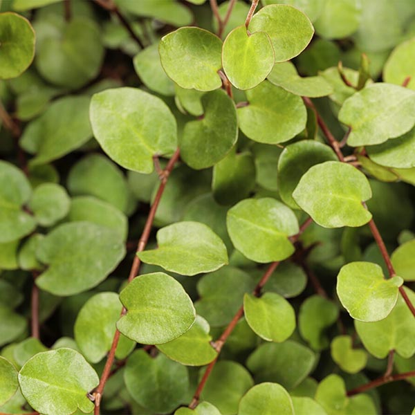 Muehlenbeckia complexa (Large Leaf Creeping Wire Vine)