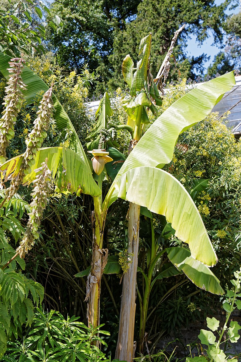 Hardy Banana (Musa basjoo)