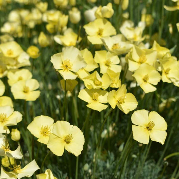 Dwarf Poppy (Eschscholzia caespitosa)