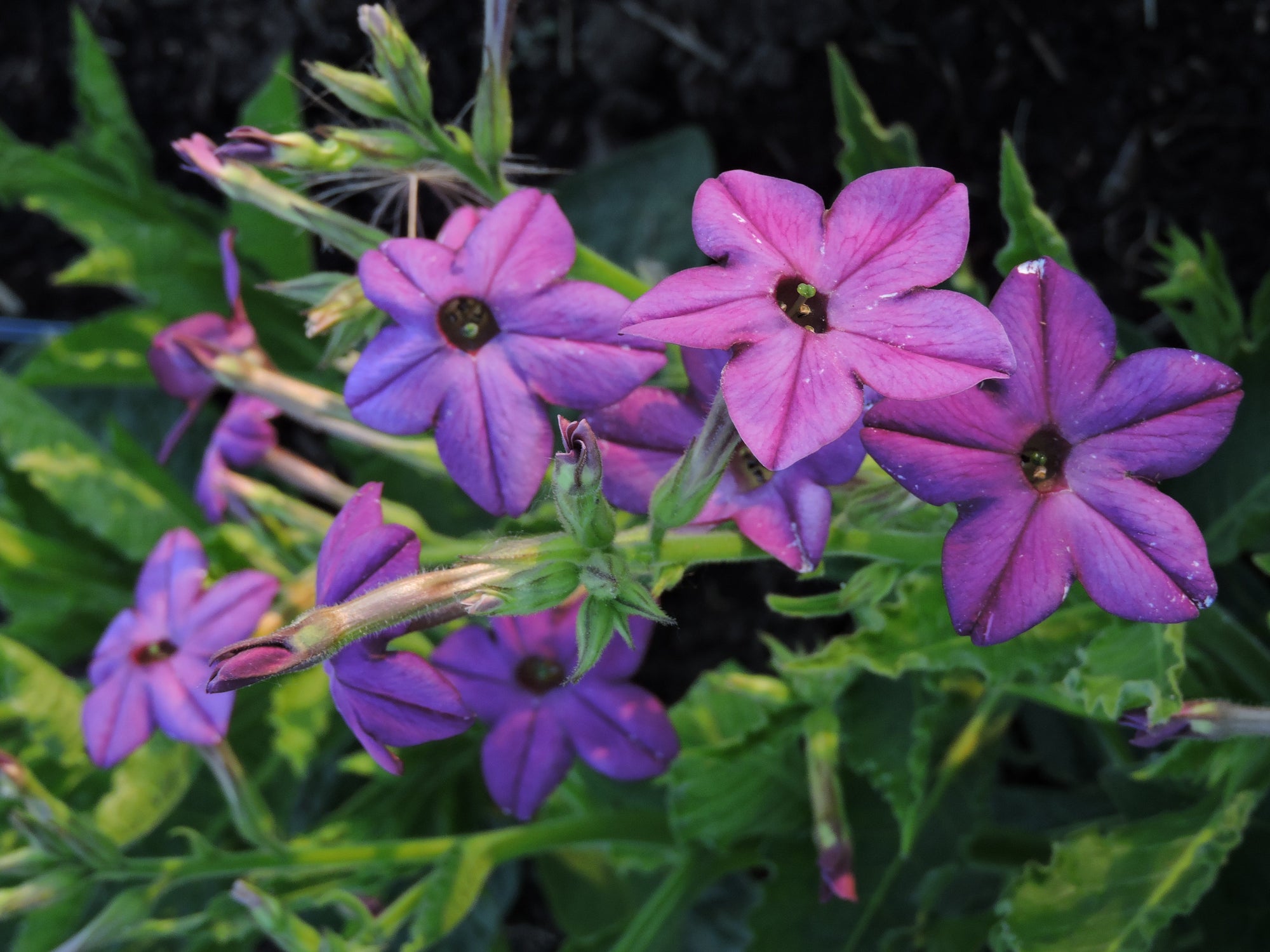 Nicotiana 'Purple Perfume' (Nicotiana sylvestris) - Seed SRC