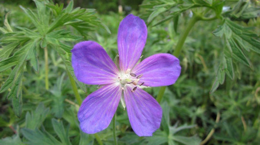 One purple geranium flower with a white center. The green foliage of the plant can be seen in the background.
