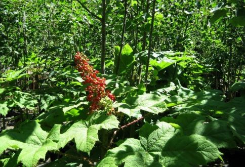 Oplopanax horridus (Devil's Club)