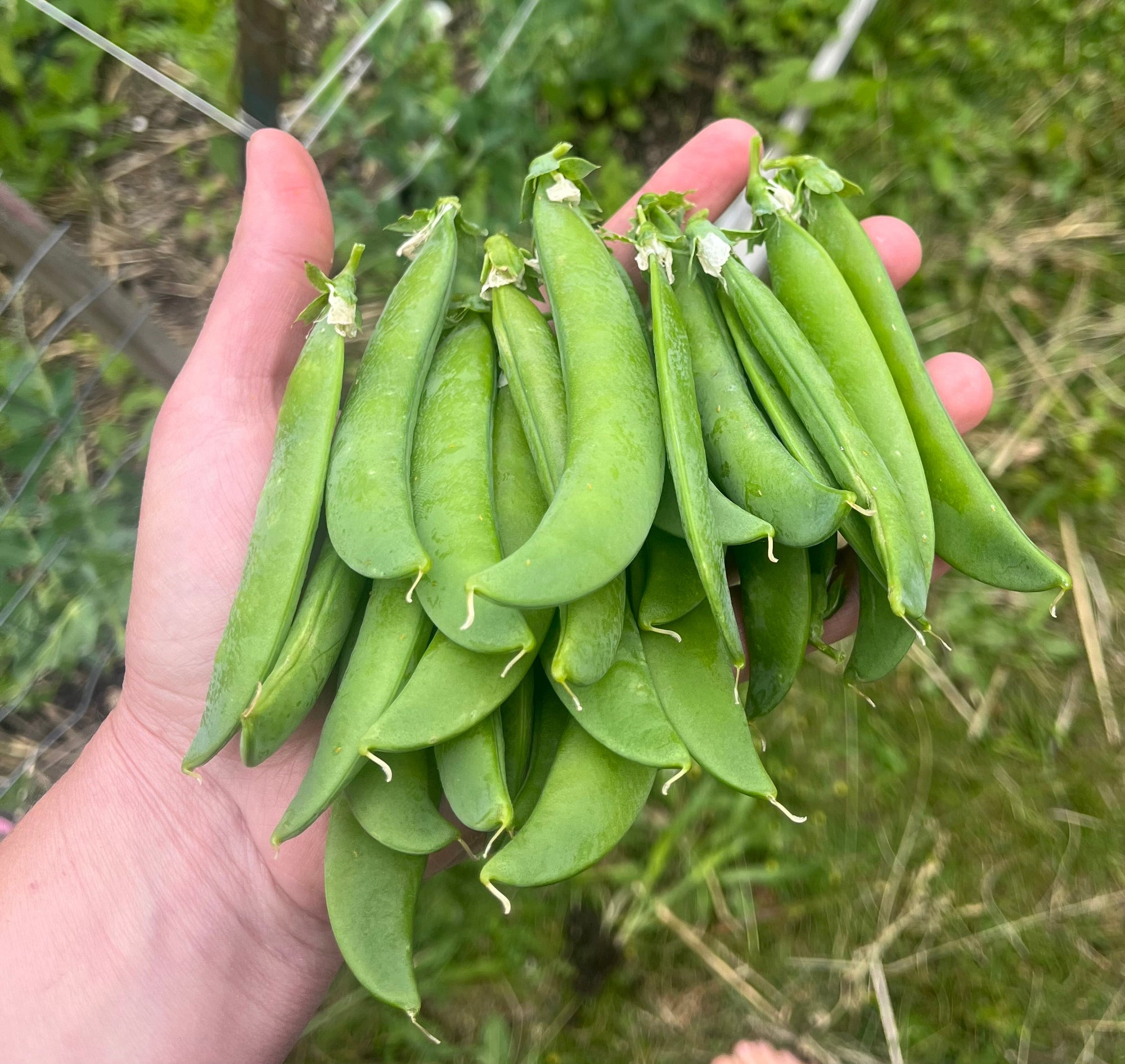 Snow Pea 'Oregon Sugar Pod II' (Pisum sativum) - Seed SRC
