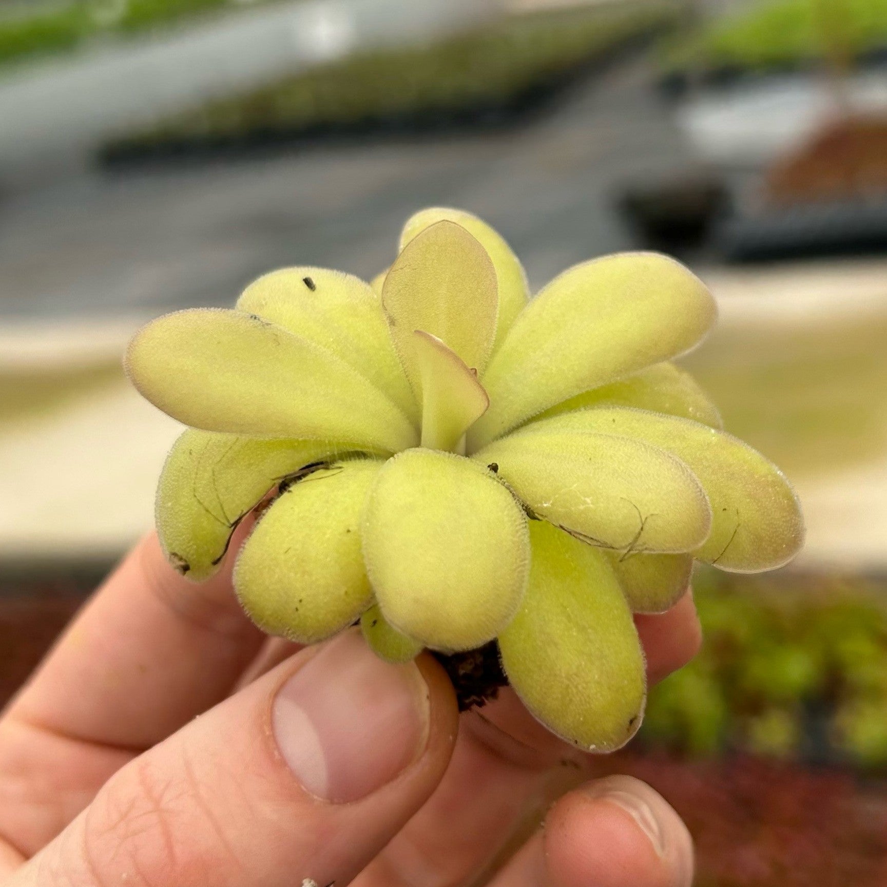 Pinguicula agnata x potosiensis (Butterwort)