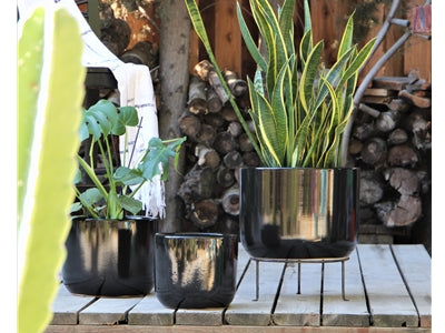 Lynx Planter
