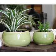 Pacific Home & Garden Jewel Pots