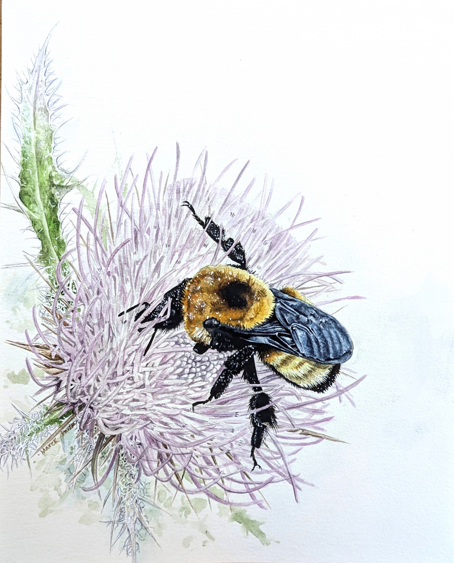 Bumble Bee On Thistle Card CC