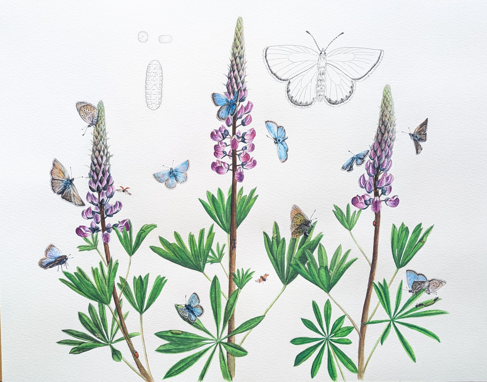 Kincaid's Lupine Greeting Card CC