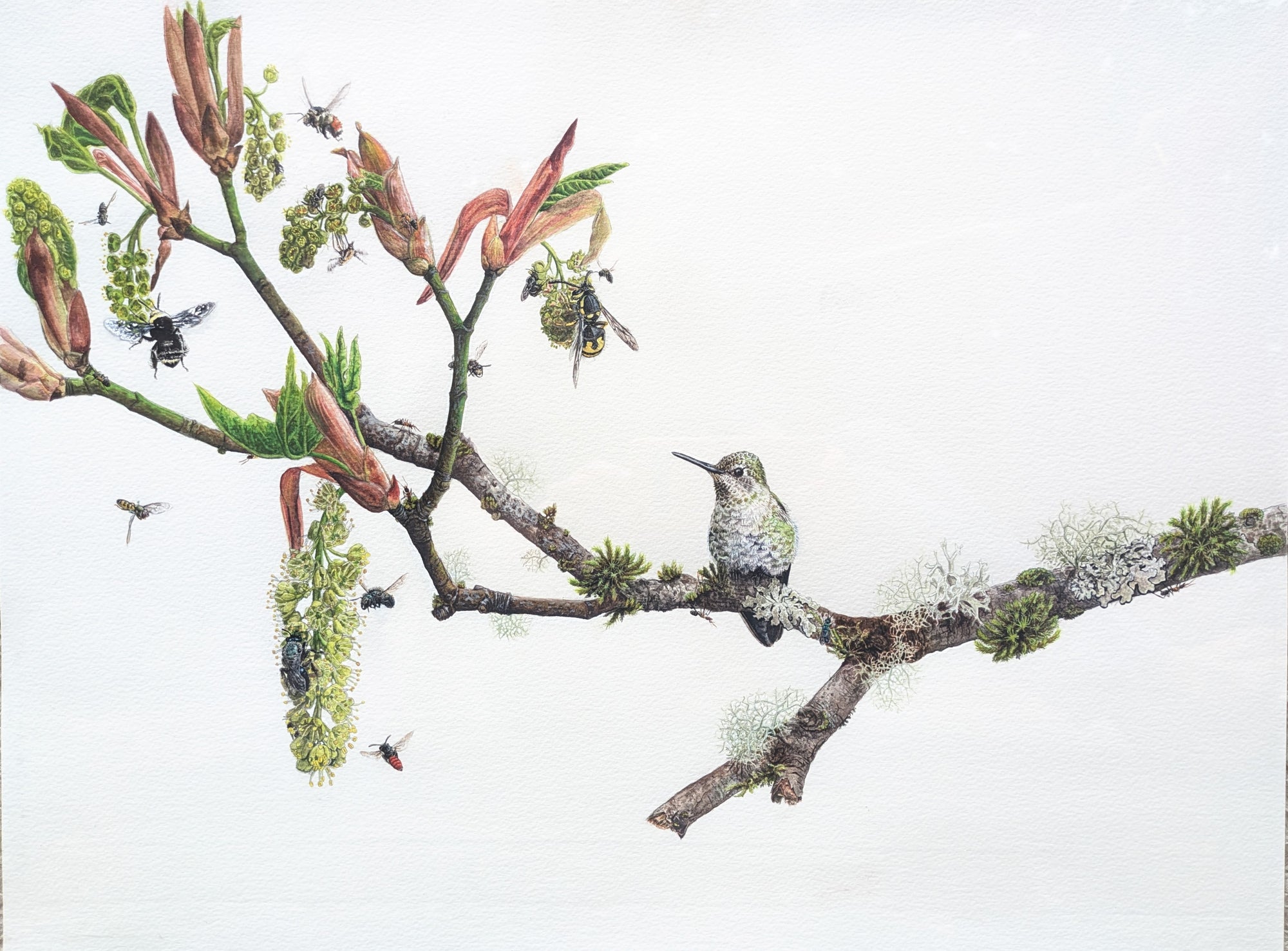 Big Leaf Maple Greeting Card CC