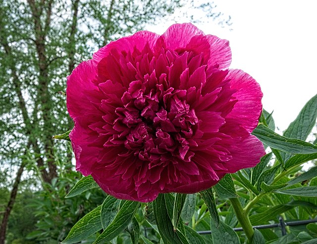 Paeonia officinalis 'Rubra Plena' (Peony) 2gal