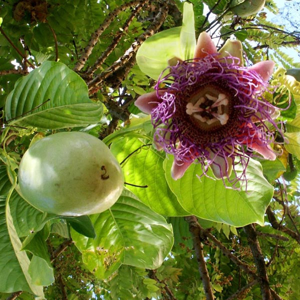 Passionflower 'Giant Granadilla' (Passiflora quadrangularis)