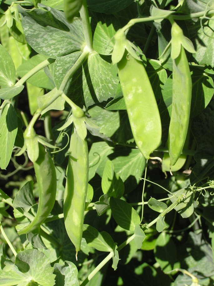 Pea, Summer Snow - Seed SRC