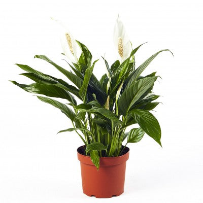 Assorted Spathiphyllum (Peace Lily)