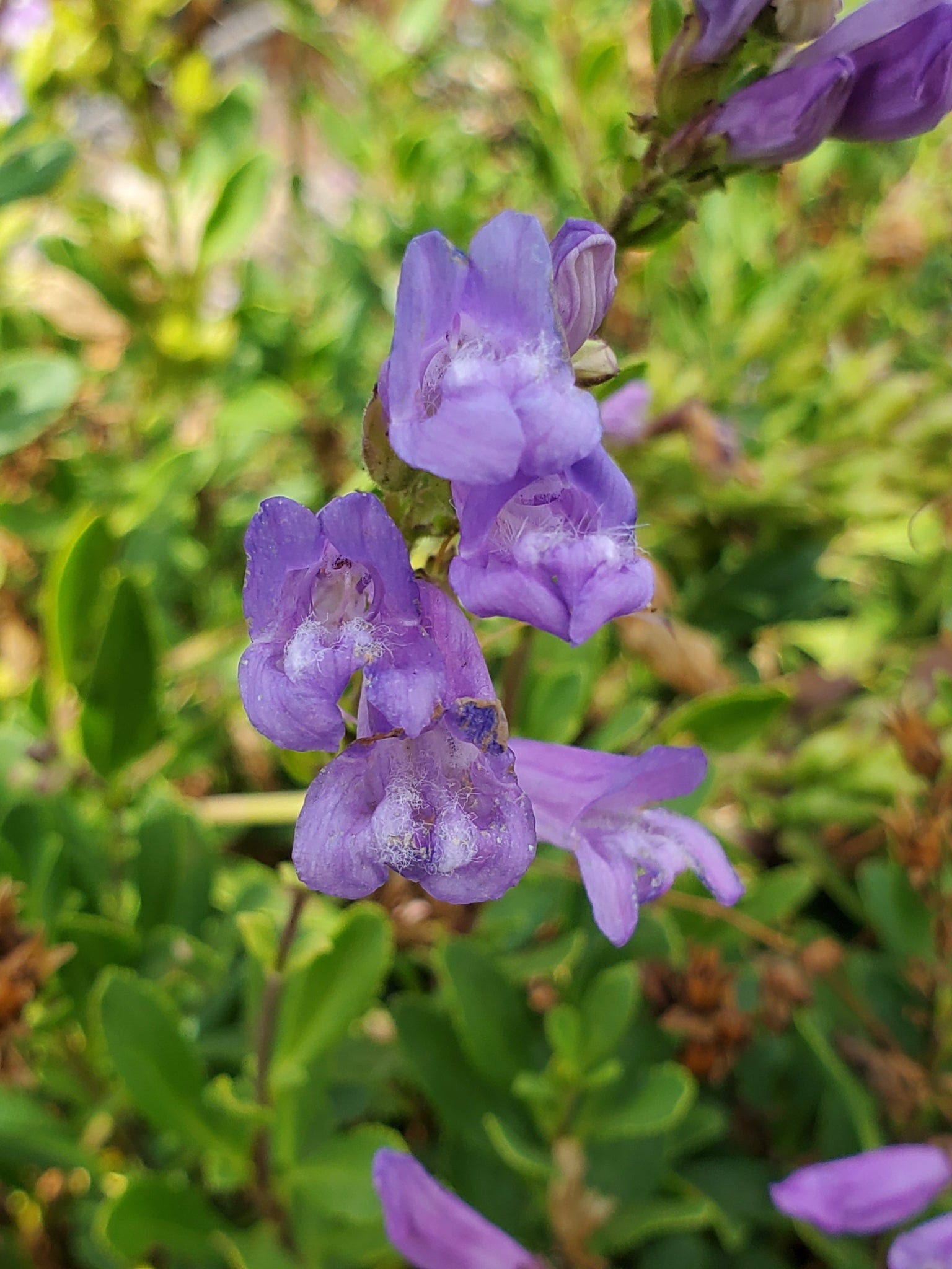 Penstemon cardwellii (Cardwell's Penstemon)