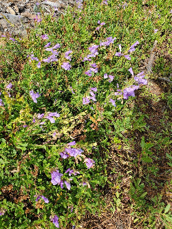 Penstemon cardwellii (Cardwell's Penstemon)