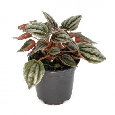 Peperomia caperata 'Mendoza' (Ripple Plant)