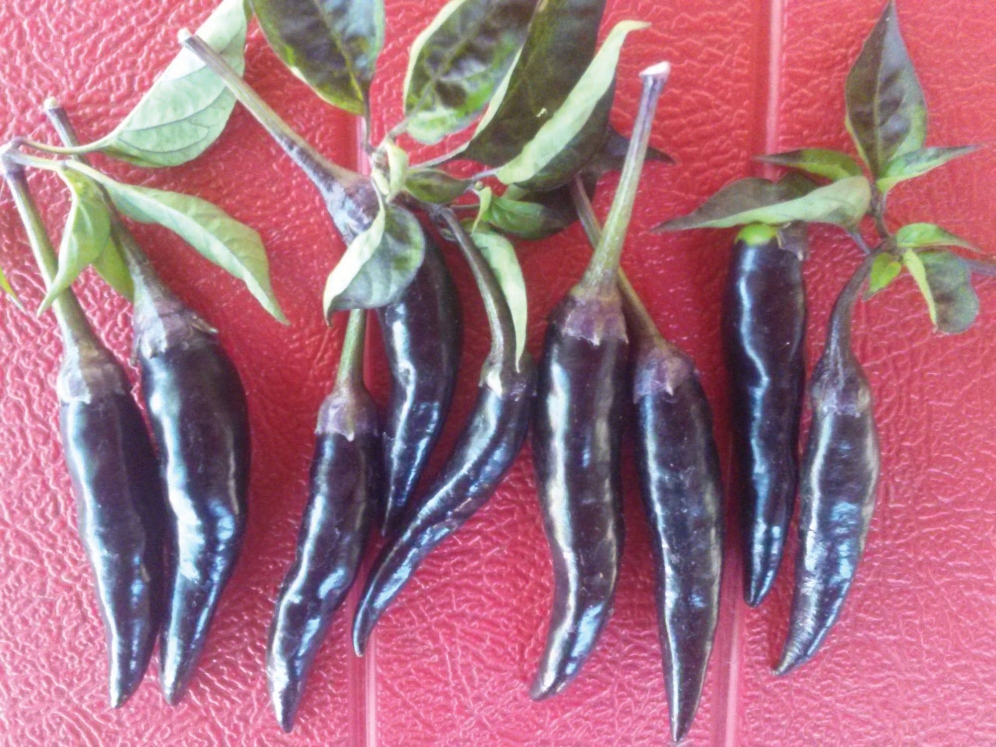 Pepper 'Purple Cayenne' (Capsicum annuum) - Seed SRC