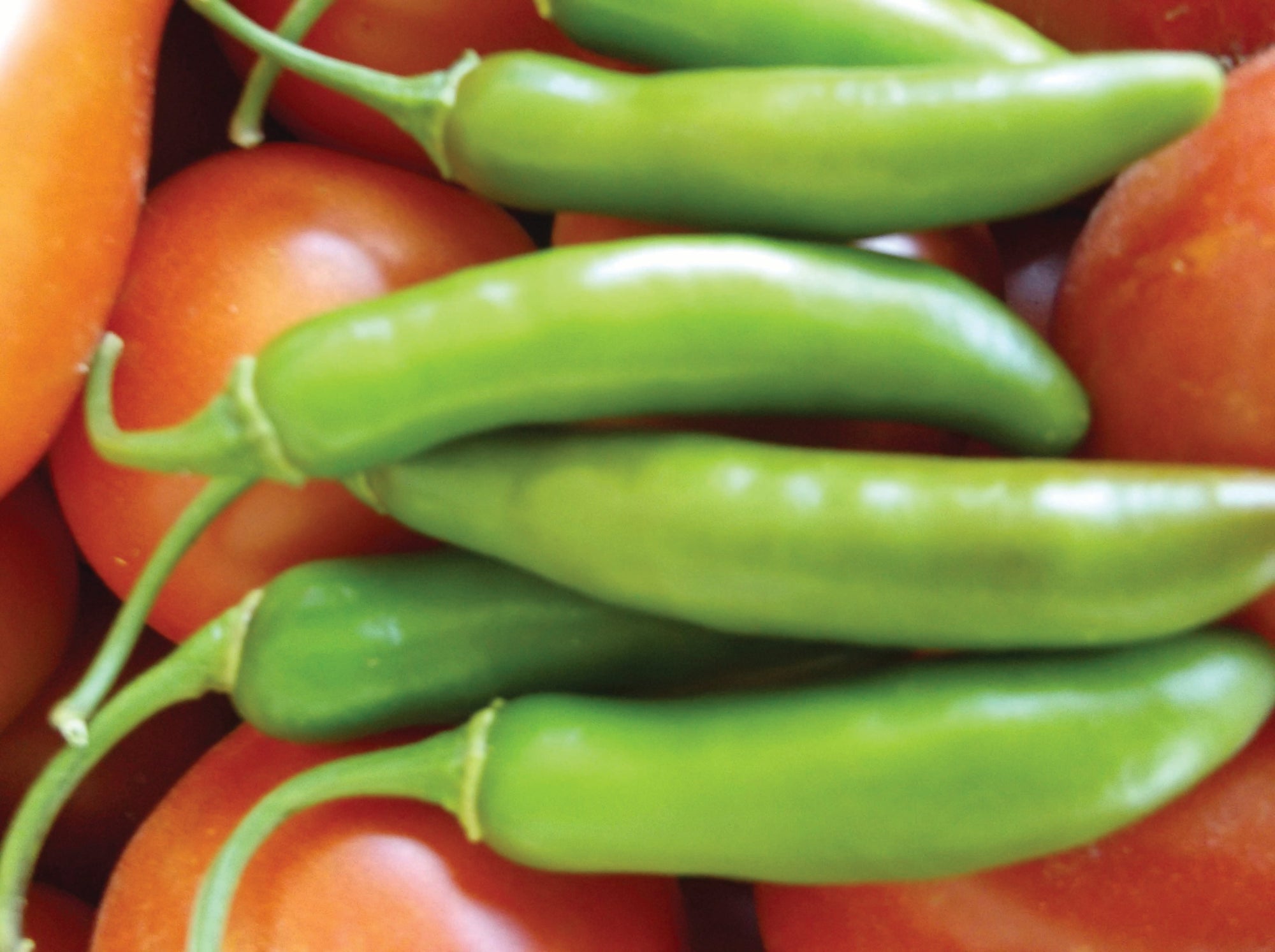 Pepper, Serrano - Seed SRC