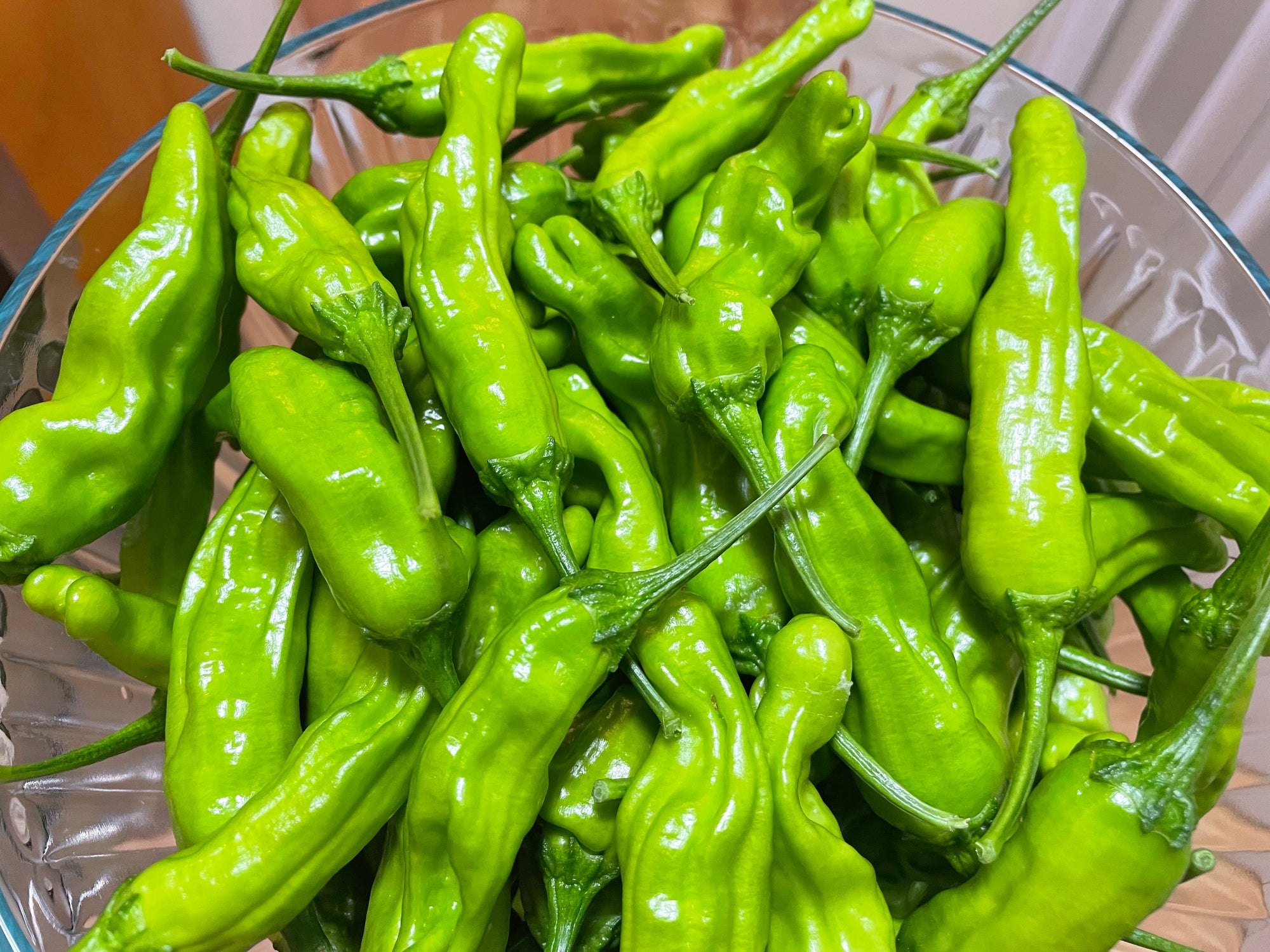 Pepper 'Shishito' (Capsicum annuum) - Seed SRC