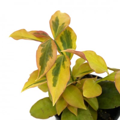 Pereskia aculeata (Yellow Rose Cactus/Barbados Gooseberry)