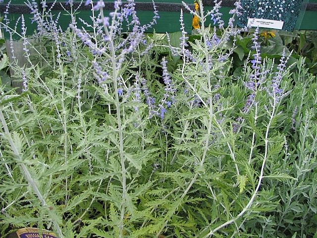 Russian Sage (Perovskia atriplicifolia)