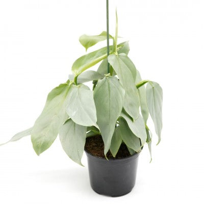 Philodendron hastatum (Philodendron Silver Sword)